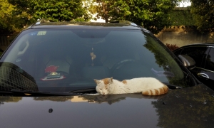 猫咪与轿车